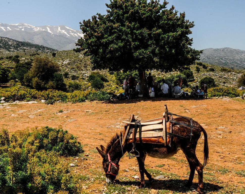 Enagron Ecotourism Village Axós Exteriér fotografie